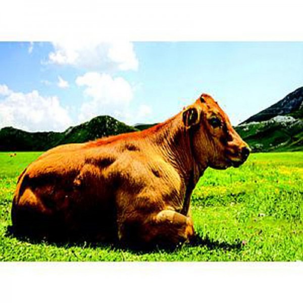 پرواری 1 - کیسه 40 کیلویی