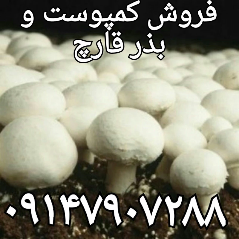 بذر قارچ صدفی بذر قارچ دکمه ای