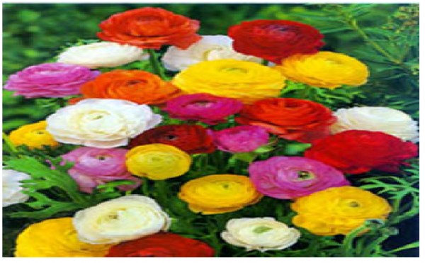 بذر آلاله  F1 خارجی   Ranunculus asiaticus