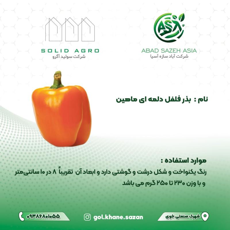 بذر فلفل دلمه ماهین پاکت 1000 عددی