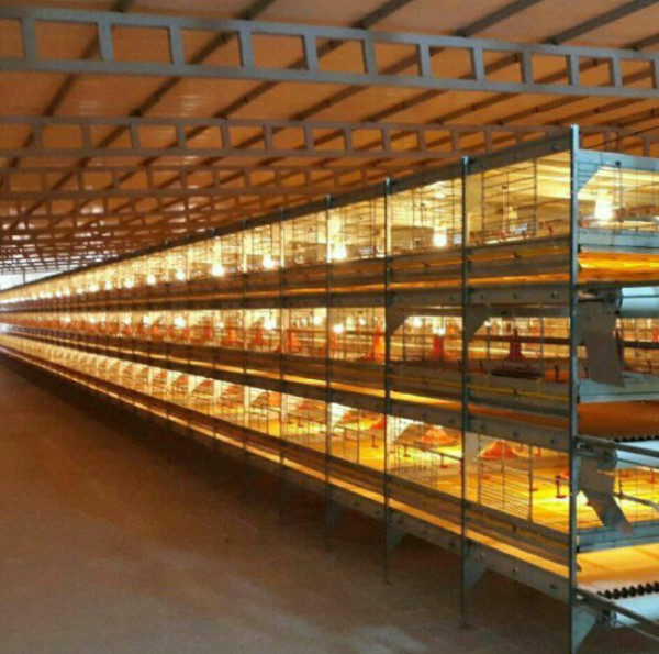 قفس تمام اتوماتیک دو منظوره پرورش پولت و مرغ گوشتی