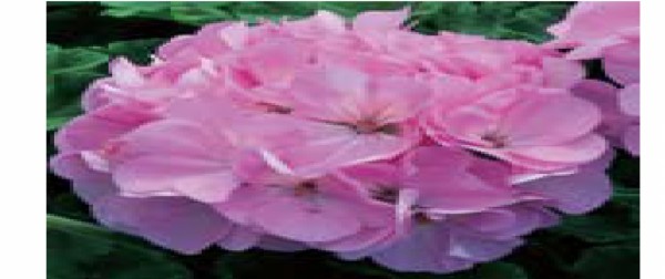 بذر شمعدانی سری ماوریک F1 از شرکت ساتیمیکس رنگ صورتی سیلور