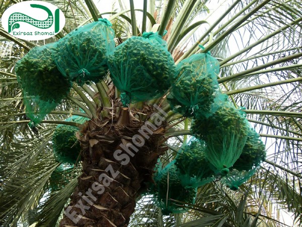 کیسه پوشش خرما 90×80