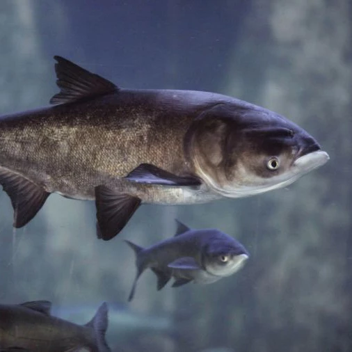 بچه ماهی کپور نقره ای