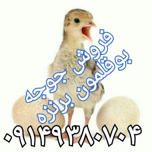 جوجه یکروزه بوقلمون برنز