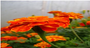 بذر جعفری گل کوچک (فرنگی   )  Tagetes  sp