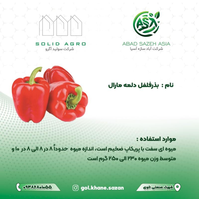 بذر فلفل دلمه مارال پاکت ( 1000 عددی )