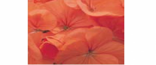 بذر شمعدانی سری ماوریکF1 از شرکت ساتیمیکس رنگ پرتقالی