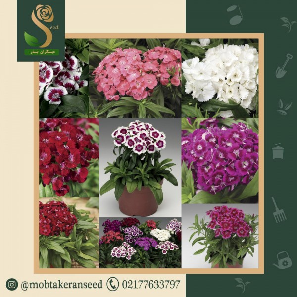 بذر گل قرنفل