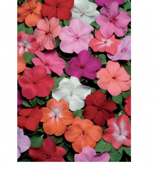 بذر گل حناF1