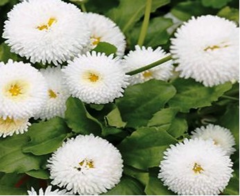 بذر مینا چمنیBellis  perenni شرکت بنری