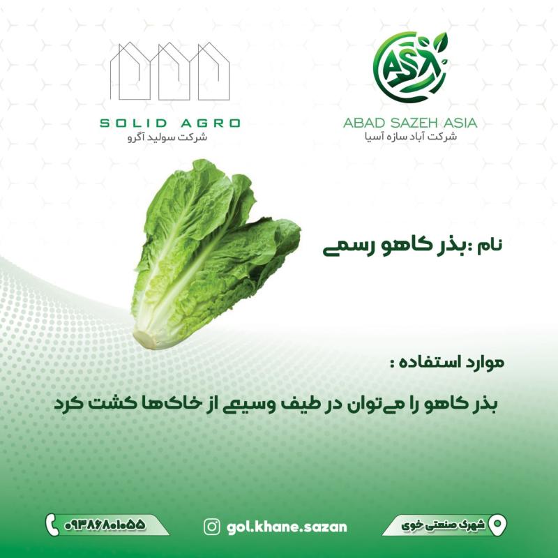 بذر کاهو رسمی پاکت 70 گرمی