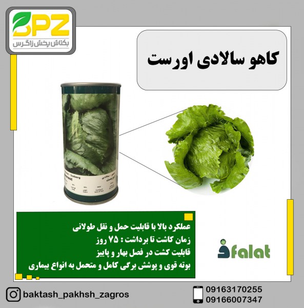 بذر کاهو سالادی اورست (فلات)
