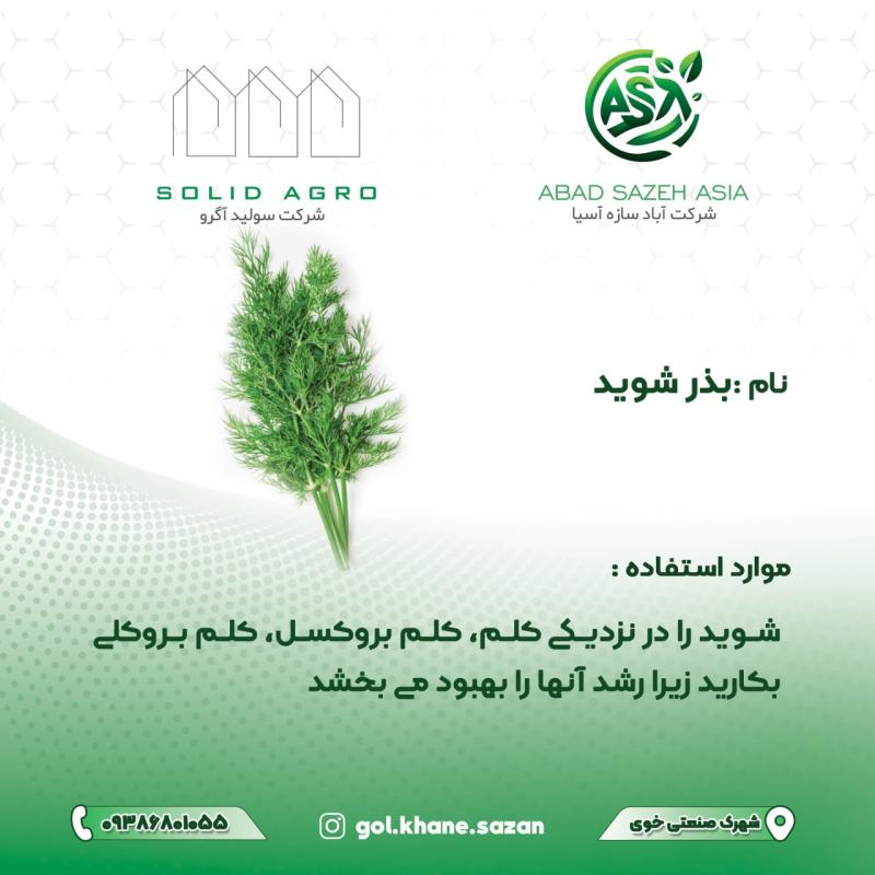 بذر شوید پاکت 225 گرمی