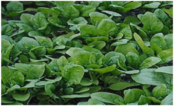 بذر اسفناج Spinach