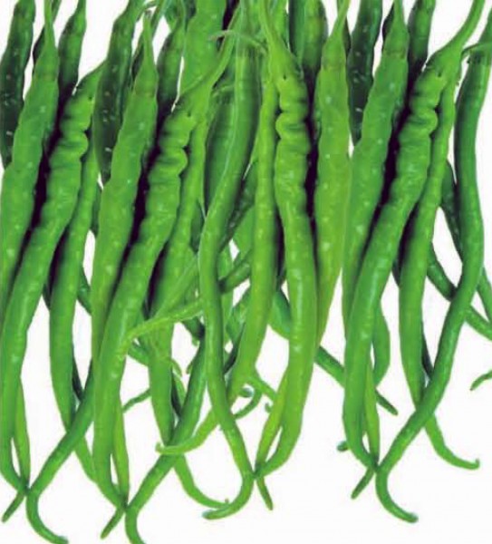 بذر فلفل تند مصرف خانگی آلمینا