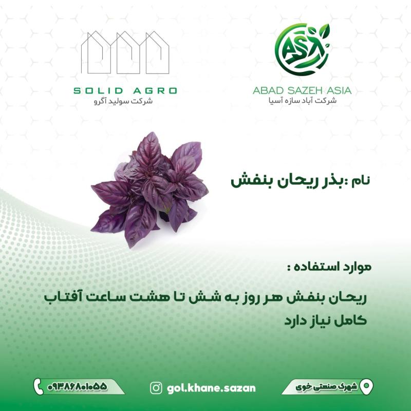 بذر ریحان بنفش پاکت 250 گرمی ( عاملیت فروش : آباد سازه آسیا )