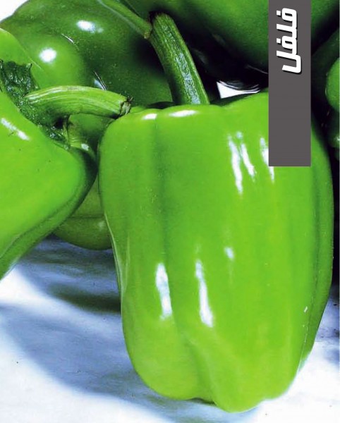 بذر فلفل دلمه ای