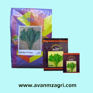 بذر شاهی هورسان