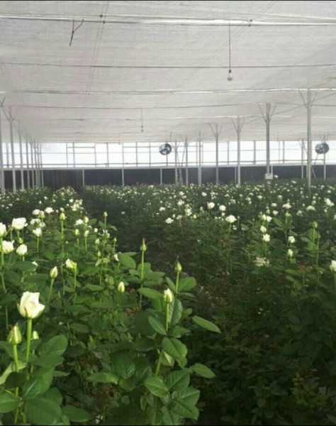 پرده انرژی سیوینگ