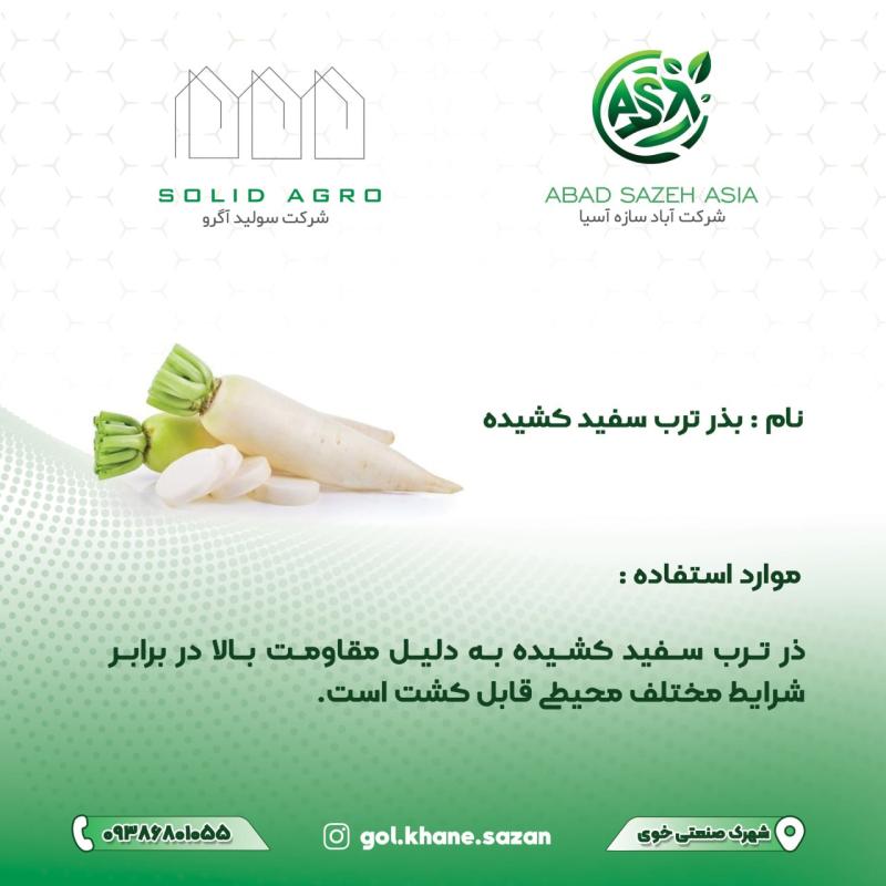 بذر ترب سفید کشیده پاکت  150 گرمی  ( عاملیت پخش آباد سازه آسیا )