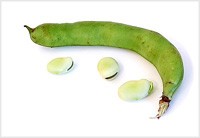 بذر باقالا (100 گرمی)