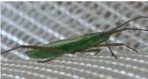 توری ضد هجوم ملخ