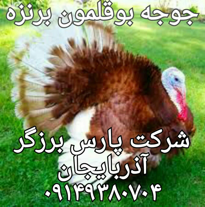 جوجه یکماهه بوقلمون برنز