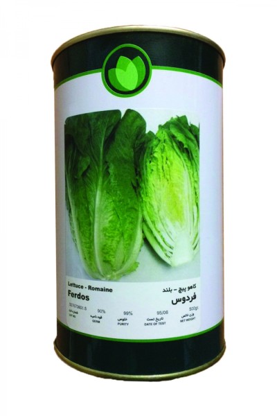 کاهو پیچ فردوس - فلات