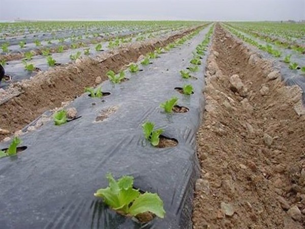 نایلون کشاورزی، مالچ سفید و سیاه