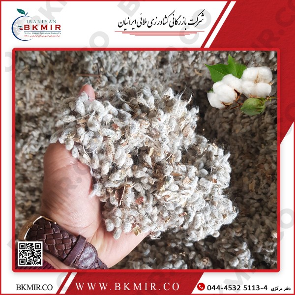 تخم پنبه داراب