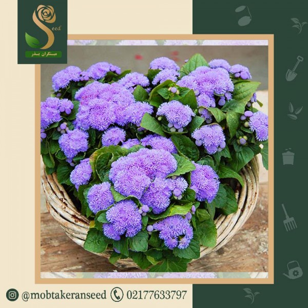 بذر گل ابری آبی