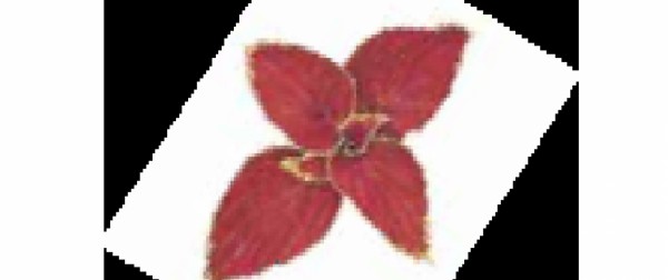 بذر حسن یوسف برگ ریز سری فایروی F1 رنگ پرتقالی