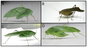 شبکه توری مقابله ارگانیک با حشرات( ملخ)