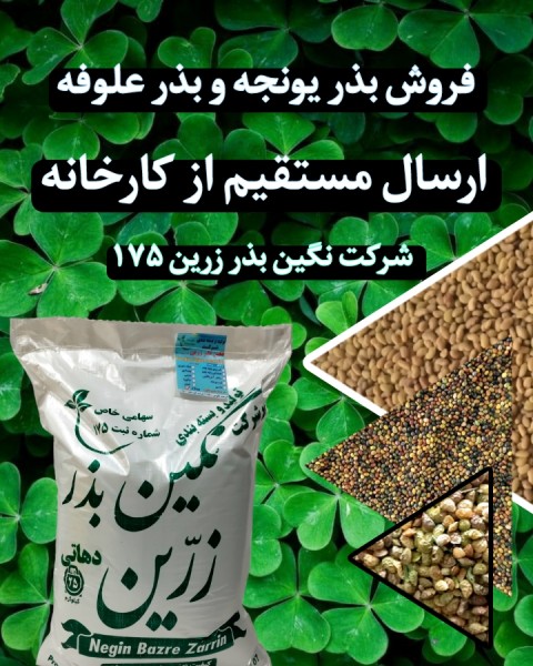 بذر یونجه رقم رنجر آمریکایی اصیل