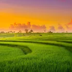 برنج کاری به سبک تایلندی