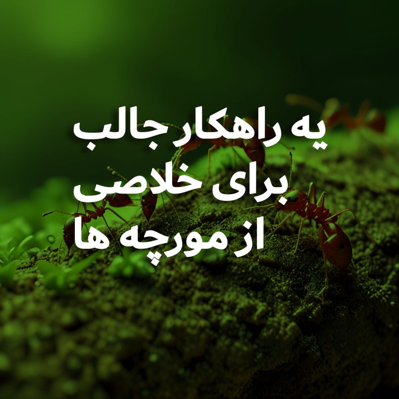 راهکار خلاصی از مورچه