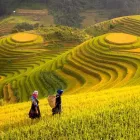 مغز متفکر چینی ها در کشاورزی