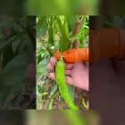 کشاورزی مدرن با تیغ انگشتی