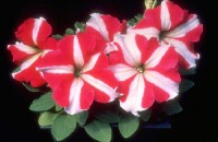 بذر گل اطلسی F1 بناری آلمان Petunia xhybrid