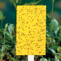 تله  چسبی(کارت زرد) حشرات